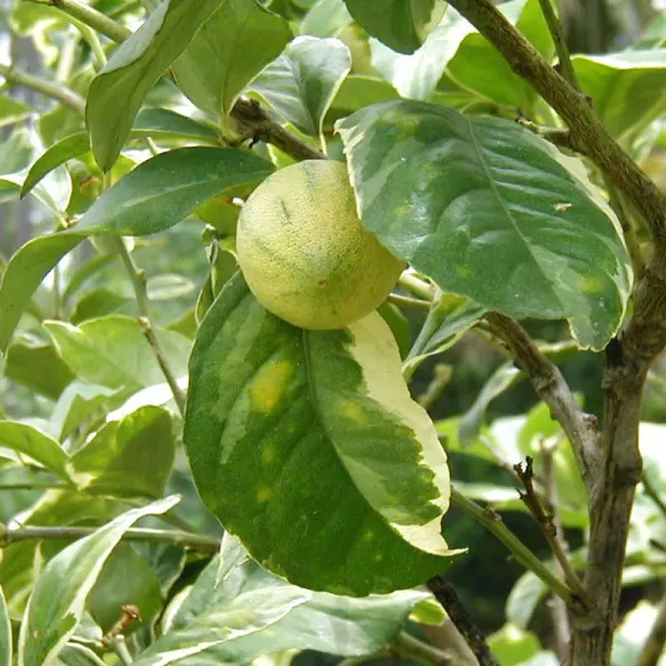 Variegated_Sweet_Lemon/Lime_Mousambi_Fruit_Plant