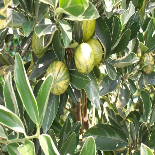 Variegated_Sweet_Lemon/Lime_Mousambi_Fruit_Plant