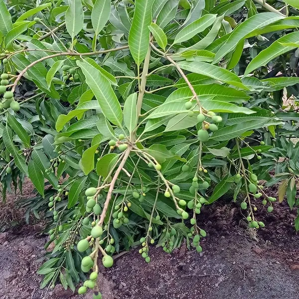 All_Time_Mango_Plant_Vastara_Variety_(Grafted_Mango_Plants_&_Tree