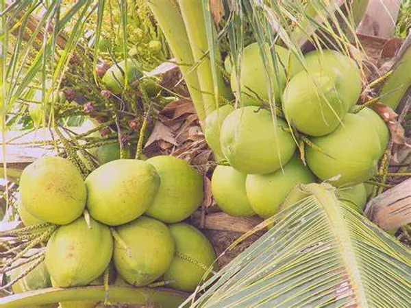 Vietnam_Hybrid_Coconut_Fruit_Plant_&_Tree_(1.5-3.5_Ft_Hight)_For_Home_Gardening_Coconut_Highly_Benefited_Fruit_Plant