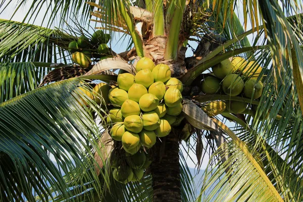 Vietnam_Hybrid_Coconut_Fruit_Plant_&_Tree_(1.5-3.5_Ft_Hight)_For_Home_Gardening_Coconut_Highly_Benefited_Fruit_Plant