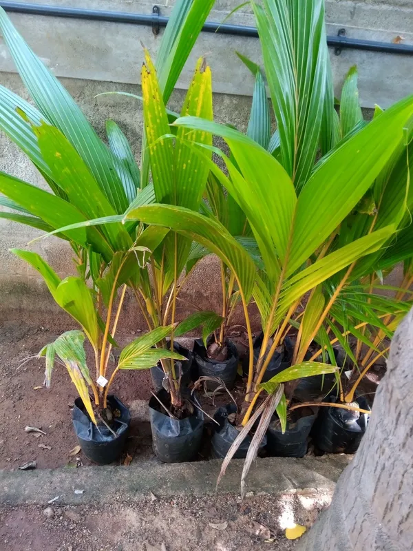 Vietnam_Hybrid_Coconut_Fruit_Plant_&_Tree_(1.5-3.5_Ft_Hight)_For_Home_Gardening_Coconut_Highly_Benefited_Fruit_Plant