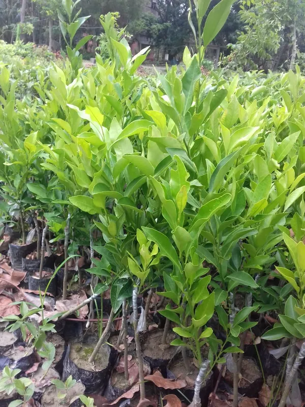 Vietnam_Yellow_Malta_Mousambi_Sweet_Lemon_All_Time_Variety_Grafted_ive_Fruit_Plant_&_Tree