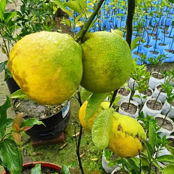 Vietnam_Yellow_Malta_Mousambi_Sweet_Lemon_All_Time_Variety_Grafted_ive_Fruit_Plant_&_Tree