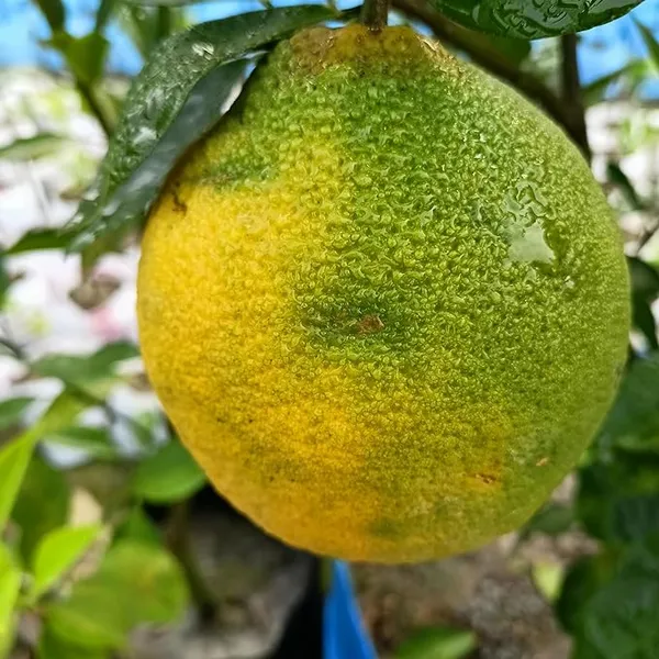 Vietnam_Yellow_Malta_Mousambi_Sweet_Lemon_All_Time_Variety_Grafted_ive_Fruit_Plant_&_Tree