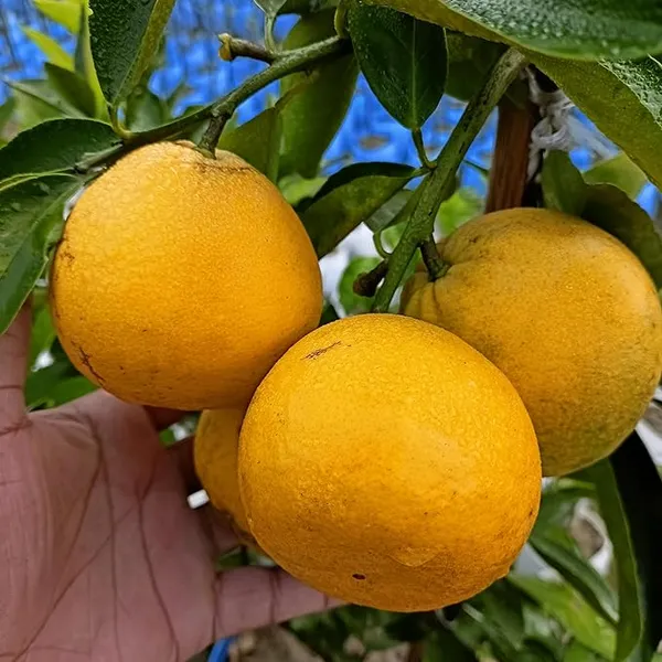 Vietnam_Yellow_Malta_Mousambi_Sweet_Lemon_All_Time_Variety_Grafted_ive_Fruit_Plant_&_Tree