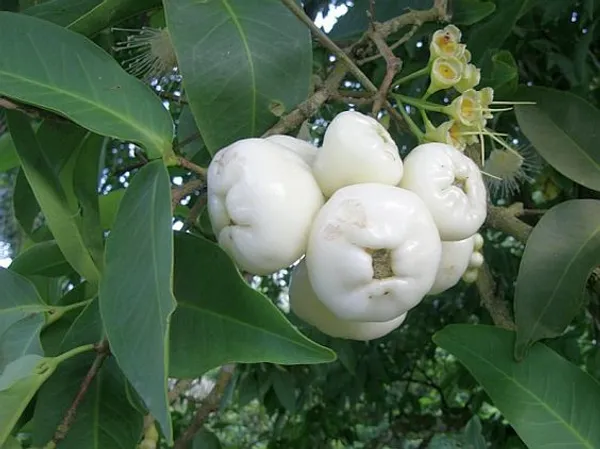 White_Hybrid_Jamrul|_Water_Apple_|Jambul_Fruit_Plant