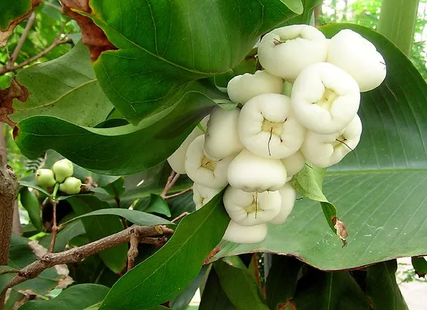 White_Hybrid_Jamrul|_Water_Apple_|Jambul_Fruit_Plant