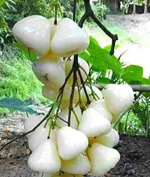 White_Hybrid_Jamrul|_Water_Apple_|Jambul_Fruit_Plant