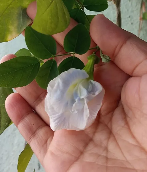 Aparajita_White__1.5-3.5_Ft_Flowering_Plant