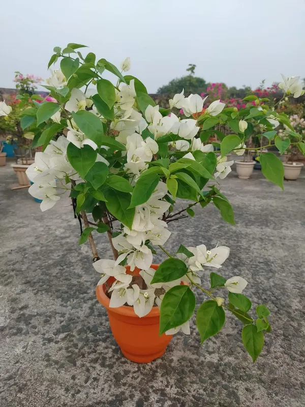 Bougainvillea_White_Flower_Plant