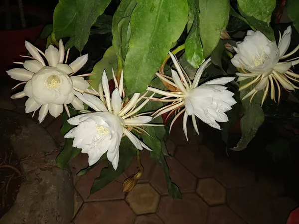 Brahma_Kamal_White_Flowering_Plant_For_Gardening_Hybrid