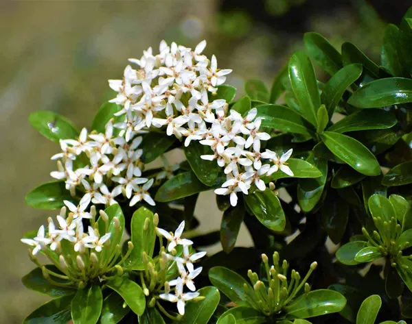 White_Ixora__Flowering_Plant_&_Tree_(1.5-3.5_Ft_Hight)_For_Shrub|Bush|Home_Garden_(_Hybrid)