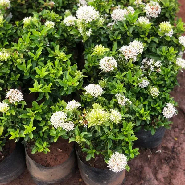 White_Ixora__Flowering_Plant_&_Tree_(1.5-3.5_Ft_Hight)_For_Shrub|Bush|Home_Garden_(_Hybrid)