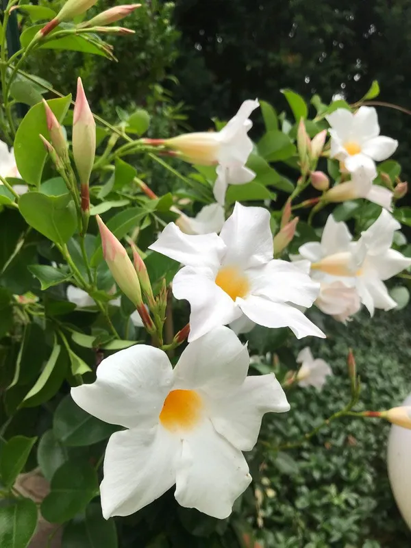 White_Mandevilla_Flowering_Plant_(1.5-3.5_Ft_Hight)_For_Sweet_Home_Garden_Mandevilla_Hybrid__Flower__Plant