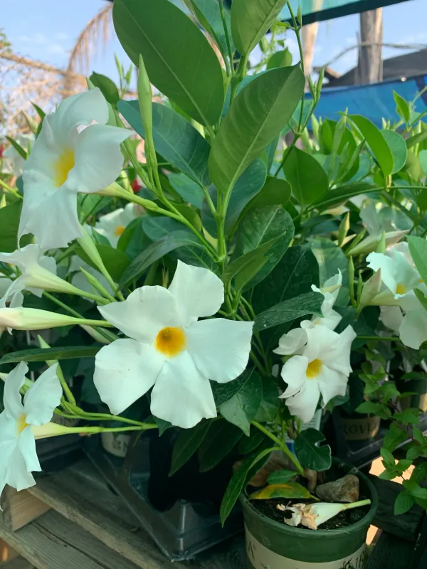 White_Mandevilla_Flowering_Plant_(1.5-3.5_Ft_Hight)_For_Sweet_Home_Garden_Mandevilla_Hybrid__Flower__Plant