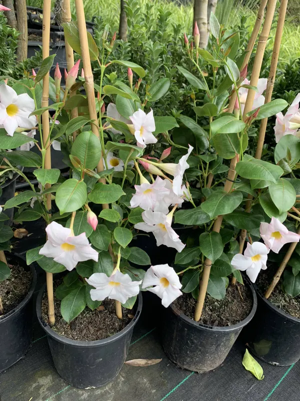 White_Mandevilla_Flowering_Plant_(1.5-3.5_Ft_Hight)_For_Sweet_Home_Garden_Mandevilla_Hybrid__Flower__Plant