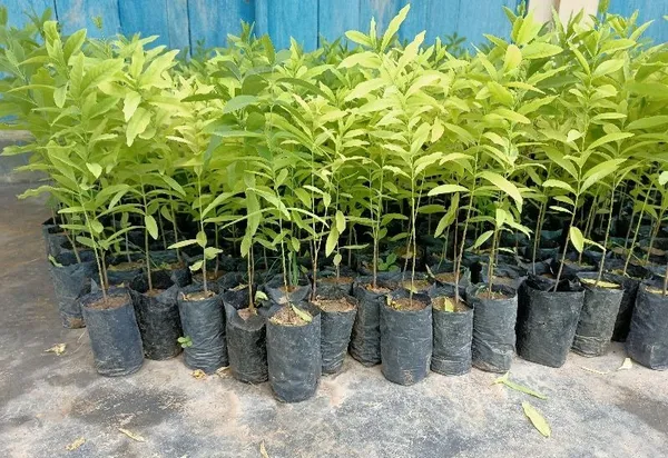 White_Sandalwood_Plant_&_Tree_With_Amazing_Fragrance__For_Your_Home_Garden_Most_Expensive_White_Sandalwood_Healthy_Plant_Hybrid