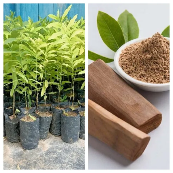 White_Sandalwood_Plant_&_Tree_With_Amazing_Fragrance__For_Your_Home_Garden_Most_Expensive_White_Sandalwood_Healthy_Plant_Hybrid