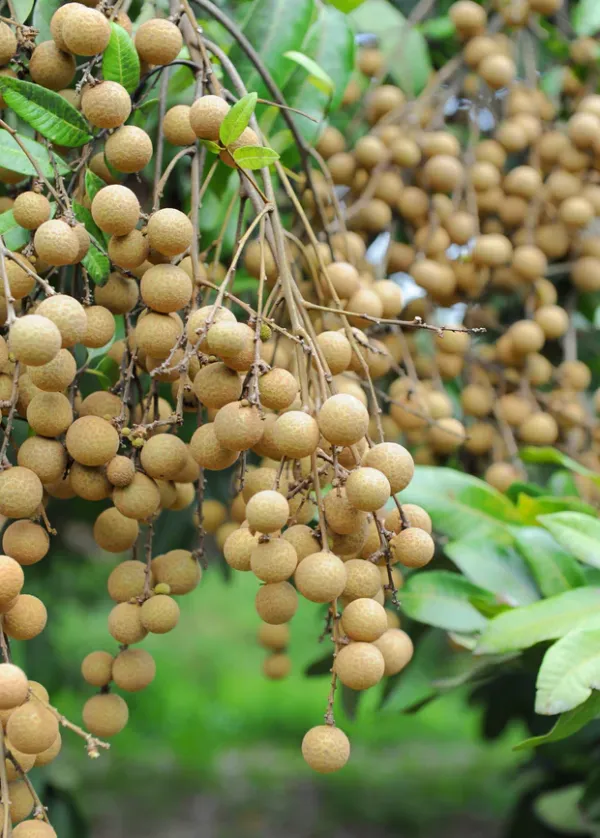 White_Longan_Hybrid_Fruit_Plantgrafted