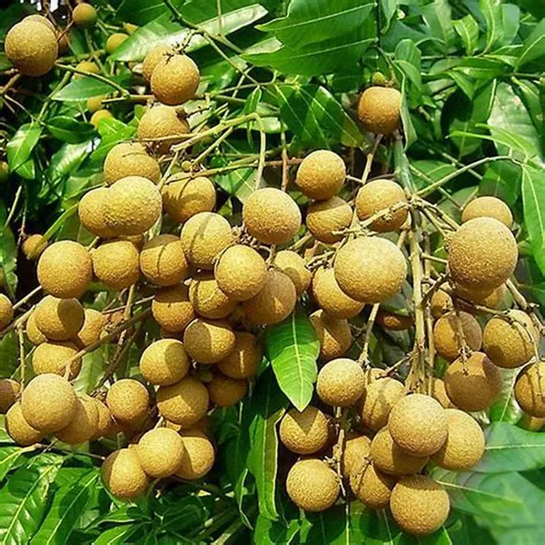 White_Longan_Hybrid_Fruit_Plantgrafted