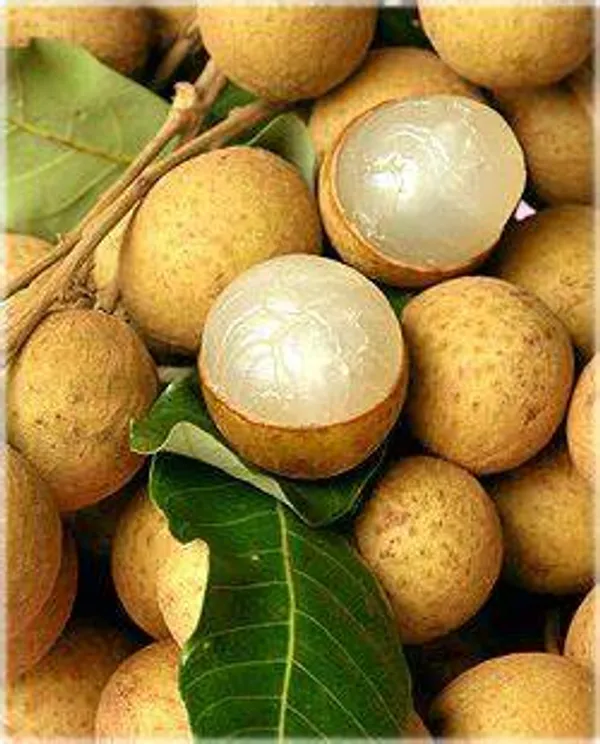 White_Longan_Hybrid_Fruit_Plantgrafted