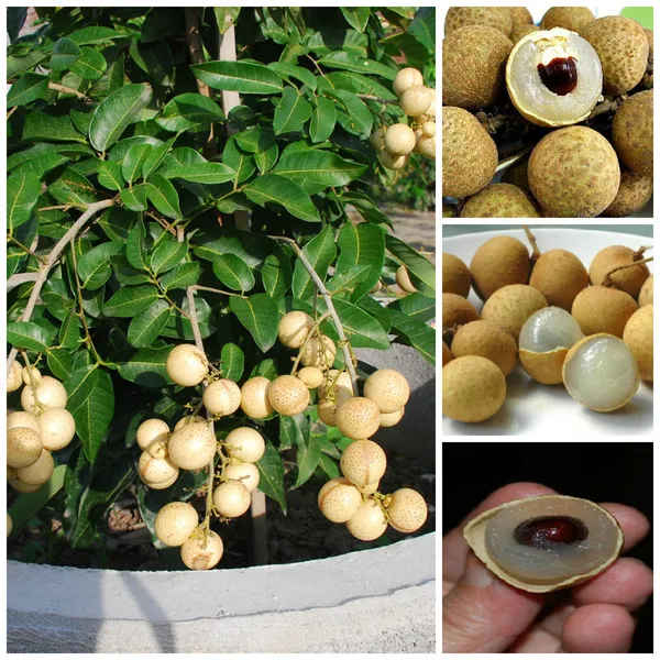 White_Longan_Hybrid_Fruit_Plantgrafted