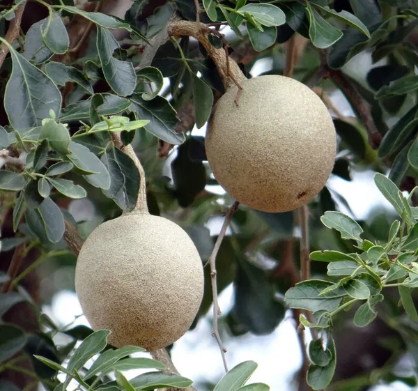 Wood_Apple_Hybrid_Fruit_Plant_&_Tree_(1.5-3.5_Ft_Hight)_For_Sweet_Home_Gardening_Wood_Apple__Healthy_Fruit_Plant
