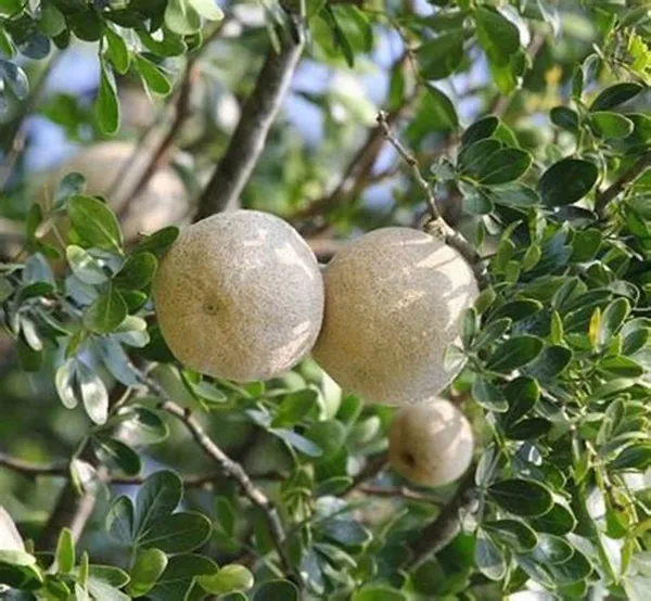 Wood_Apple_Hybrid_Fruit_Plant_&_Tree_(1.5-3.5_Ft_Hight)_For_Sweet_Home_Gardening_Wood_Apple__Healthy_Fruit_Plant