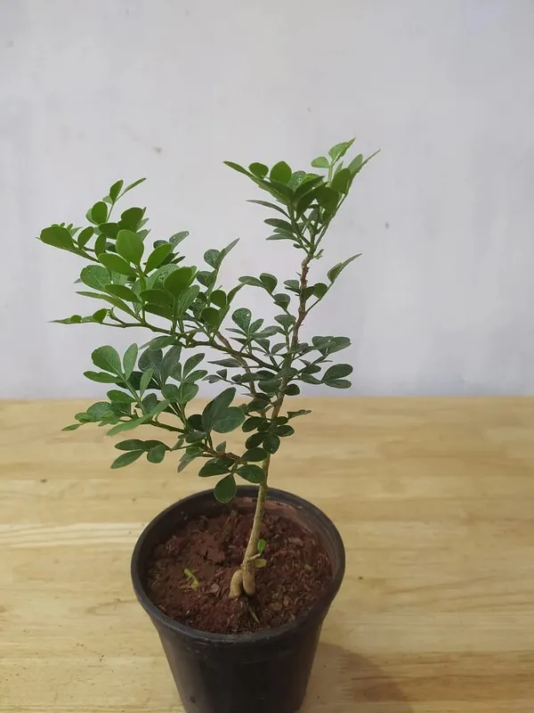 Wood_Apple_Hybrid_Fruit_Plant_&_Tree_(1.5-3.5_Ft_Hight)_For_Sweet_Home_Gardening_Wood_Apple__Healthy_Fruit_Plant