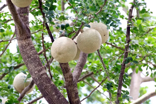 Wood_Apple_Hybrid_Fruit_Plant_&_Tree_(1.5-3.5_Ft_Hight)_For_Sweet_Home_Gardening_Wood_Apple__Healthy_Fruit_Plant