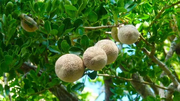 Wood_Apple_Hybrid_Fruit_Plant_&_Tree_(1.5-3.5_Ft_Hight)_For_Sweet_Home_Gardening_Wood_Apple__Healthy_Fruit_Plant