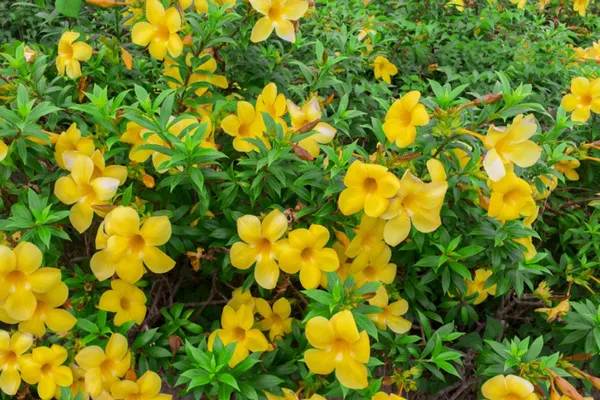 Yellow_Allamanda_Flowering_Plant_&_Tree_For_Shrub|Bush|Home_Garden_(1.5-3.5_Ft_Hight)_Hybrid
