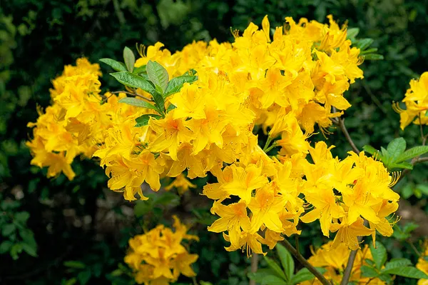 Yellow_Azalea_Beautiful_Flowering_Plant_For_Shrub|Bush_&_Home_Garden_Hybrid