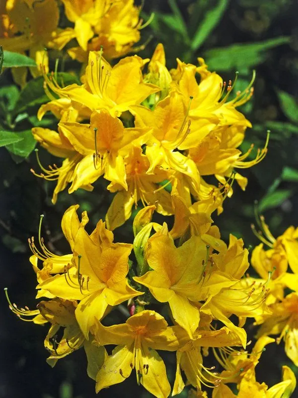 Yellow_Azalea_Beautiful_Flowering_Plant_For_Shrub|Bush_&_Home_Garden_Hybrid