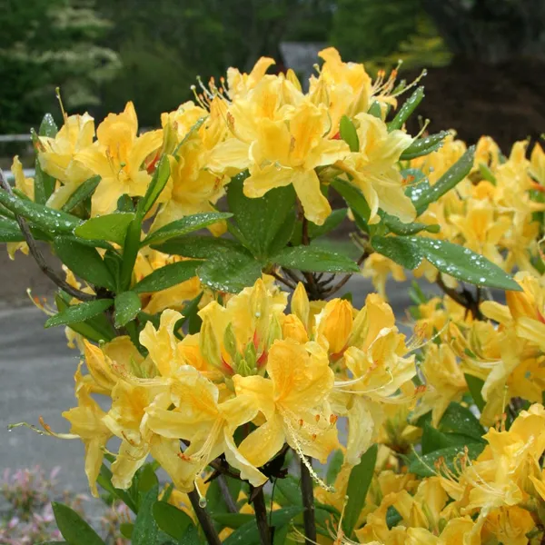 Yellow_Azalea_Beautiful_Flowering_Plant_For_Shrub|Bush_&_Home_Garden_Hybrid