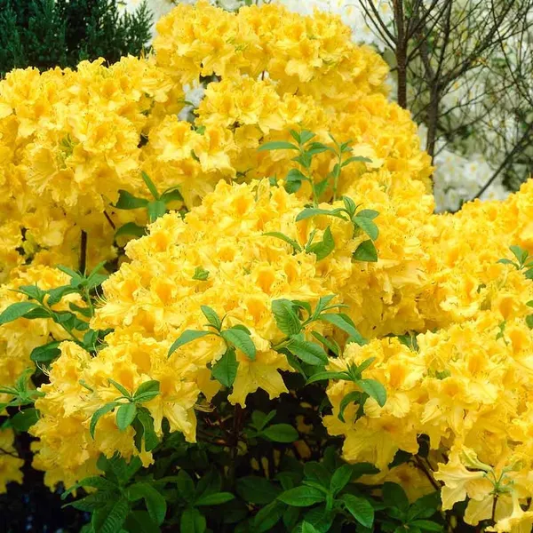 Yellow_Azalea_Beautiful_Flowering_Plant_For_Shrub|Bush_&_Home_Garden_Hybrid