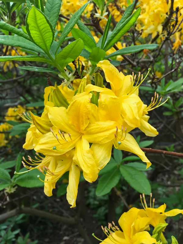 Yellow_Azalea_Beautiful_Flowering_Plant_For_Shrub|Bush_&_Home_Garden_Hybrid