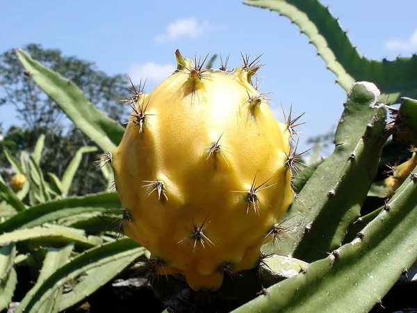 Yellow_Dragon_Hybrid_Fruit_Plant_&_Tree_(1.5-3.5_Ft_Hight)_For_Sweet_Home_Gardening_Dragon_Healthy_Fruit_Plant