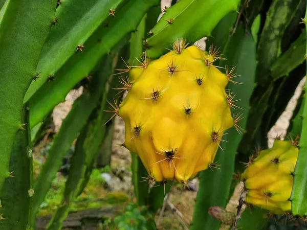 Yellow_Dragon_Hybrid_Fruit_Plant_&_Tree_(1.5-3.5_Ft_Hight)_For_Sweet_Home_Gardening_Dragon_Healthy_Fruit_Plant