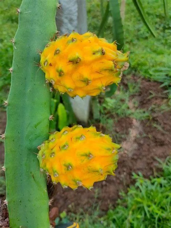 Yellow_Dragon_Hybrid_Fruit_Plant_&_Tree_(1.5-3.5_Ft_Hight)_For_Sweet_Home_Gardening_Dragon_Healthy_Fruit_Plant