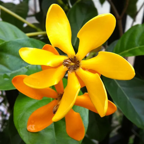 Yellow_Gandhraj_Flowering_Plant_&_Tree_For_Your_Home_Garden