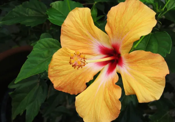 Yellow_Hibiscus_Flower_Plant