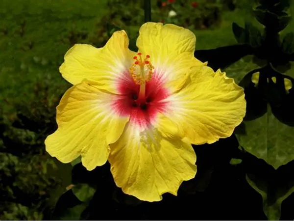Yellow_Hibiscus_Flower_Plant