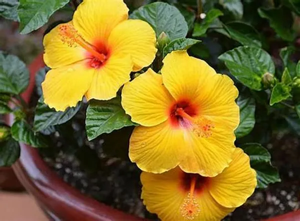 Indian_12_Month_Yellow_Hibiscus_Grafting_Flower_Plant