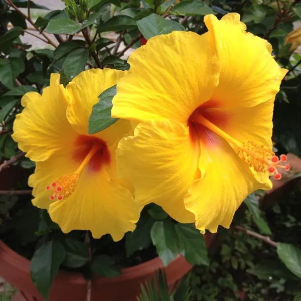 Indian_12_Month_Yellow_Hibiscus_Grafting_Flower_Plant