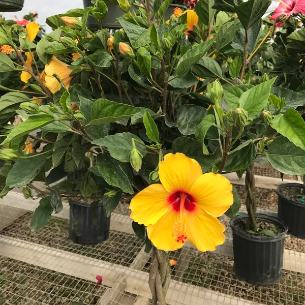 Yellow_Hybrid_Hibiscus_Flower_Plant