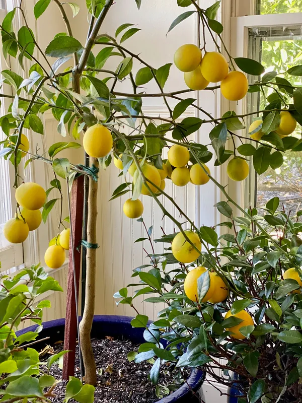Yellow_Lemon_Hybrid_Fruit_Plant_&_Tree_For_Home_Gardening_(1.5-3.5_Ft_Hight)