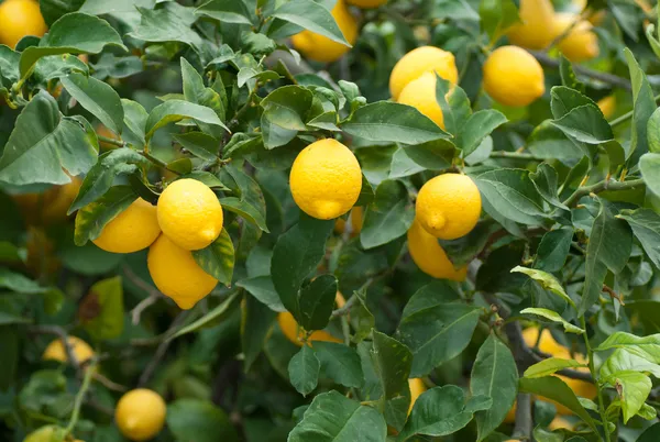 Yellow_Lemon_Hybrid_Fruit_Plant_&_Tree_For_Home_Gardening_(1.5-3.5_Ft_Hight)