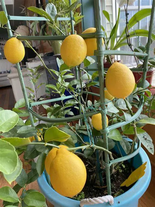Yellow_Lemon_Hybrid_Fruit_Plant_&_Tree_For_Home_Gardening_(1.5-3.5_Ft_Hight)